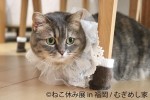 20241118「ねこ休み展 2024－25 in 福岡」